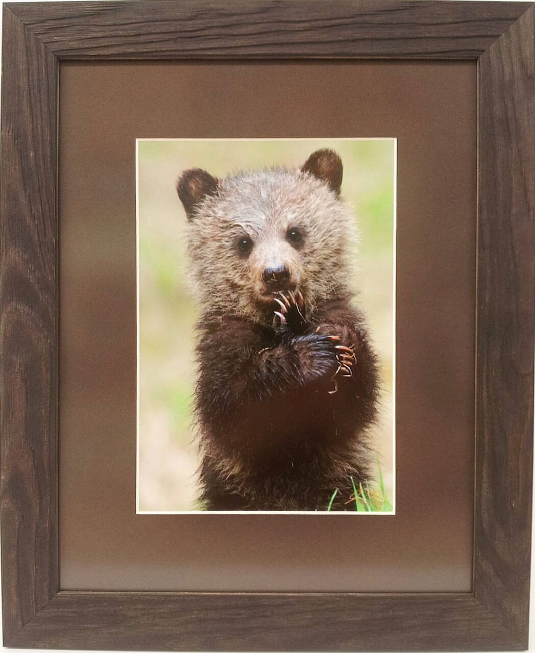 A bear cub is holding a paw in a wooden frame.