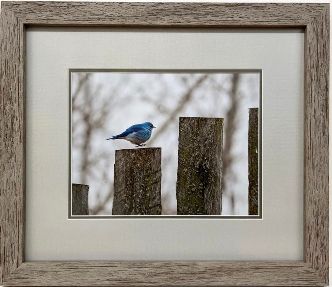 A blue bird perched on a wooden fence.